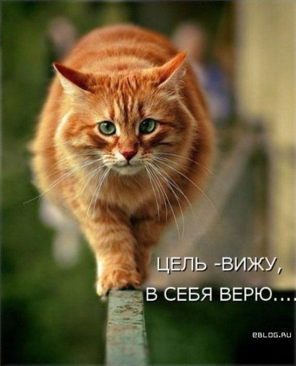 Сергей Гудыменко bastet | Санкт-Петербург