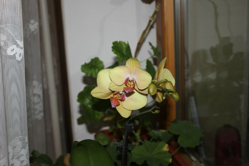 Лилия Гоменюк | Вышгород