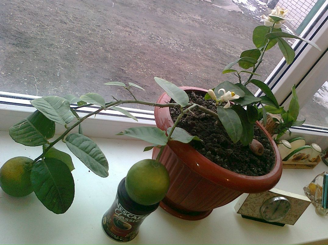 Виктор Аксанов | Гулькевичи