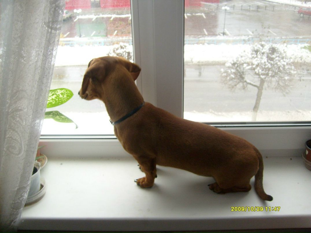 Ирина Семенкова | Коряжма