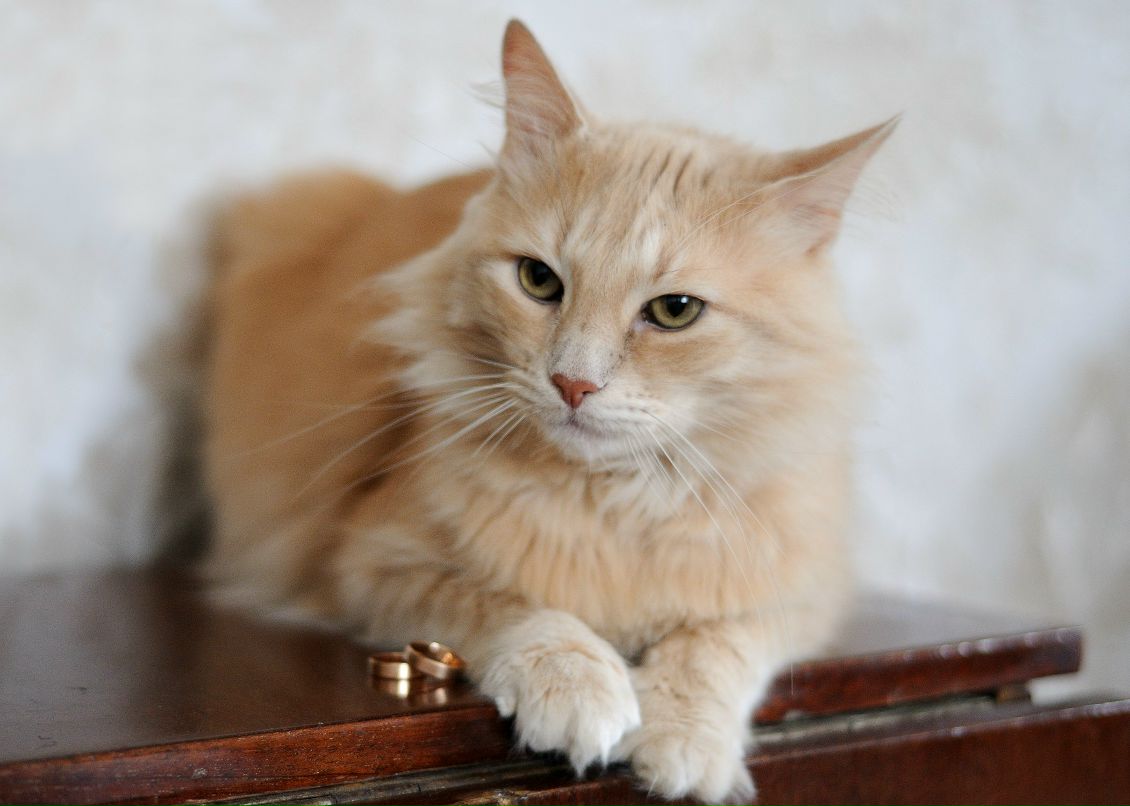 Nataliya Khamedova | Одесса