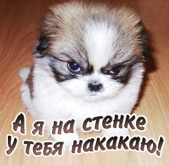 Антон Карпович фото со стены #4