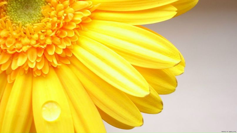 Регина Кужлева [Freedom] | Москва