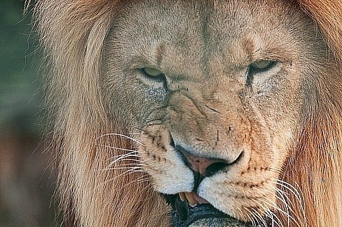 Вадим Гетьман | Николаев