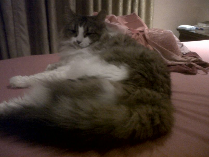 №2, Irina Nikonova, Toronto №2, Irina Nikonova, Toronto