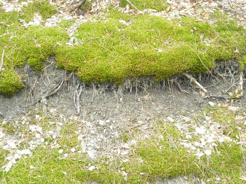 Роман Дашко __ÑøøÃ__ | Ялта