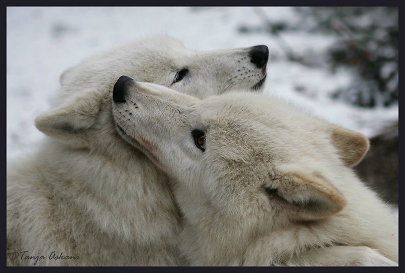 Богдан Григорівський | Полтава