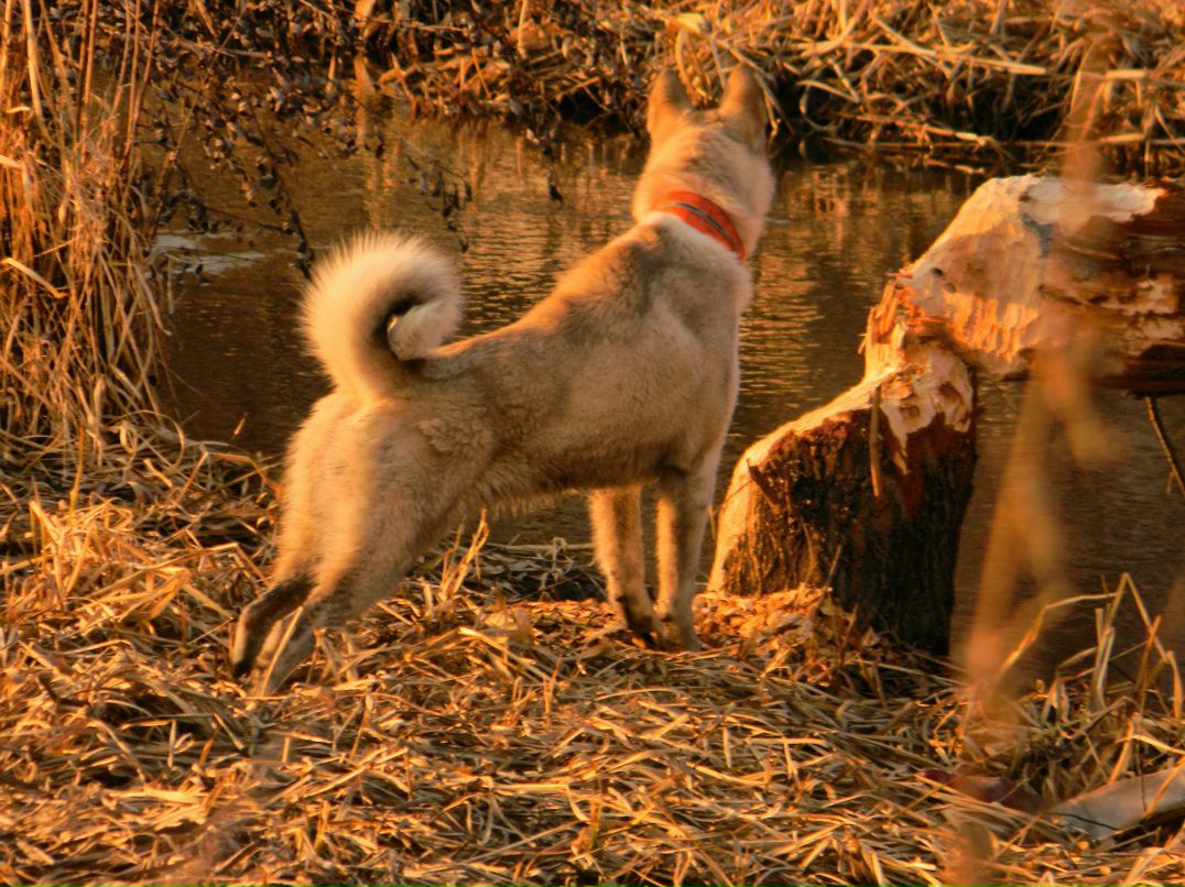 Sasha Goncharuk | Madrid