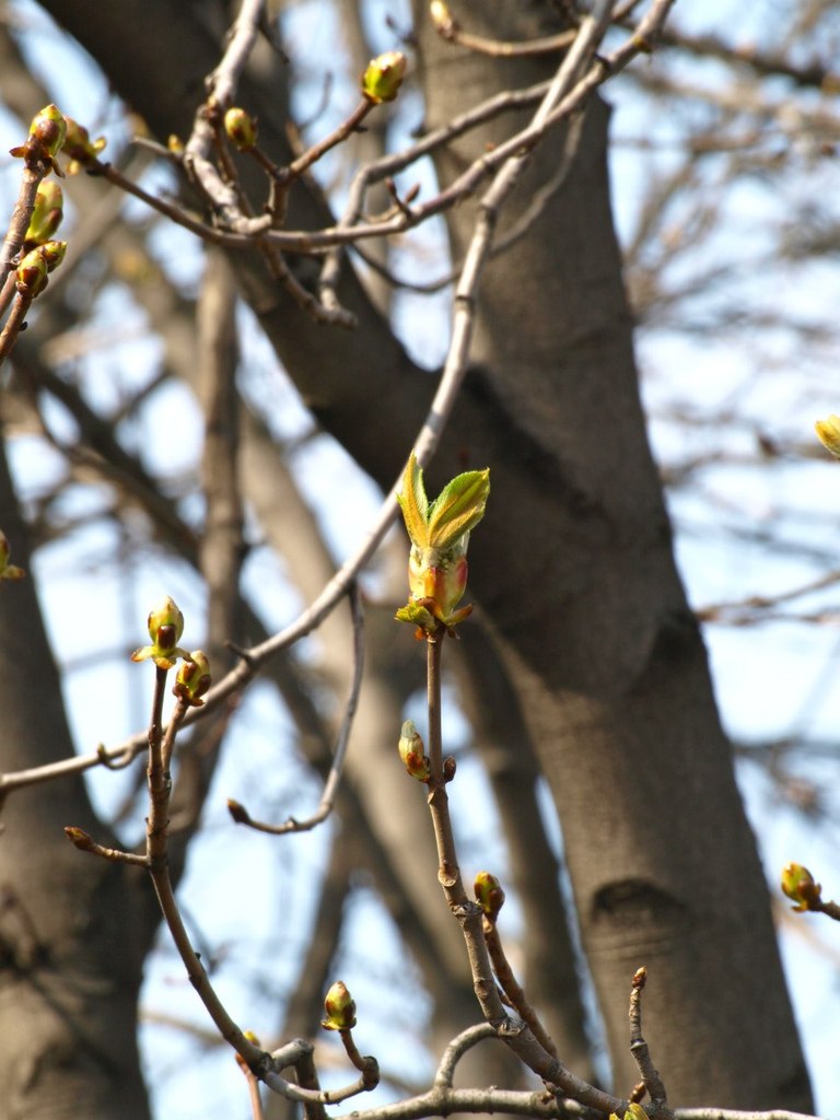 Евгений Мыцык | Киев