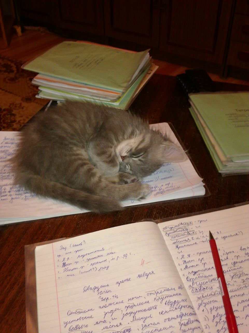 Мария Ефимова | Брянск