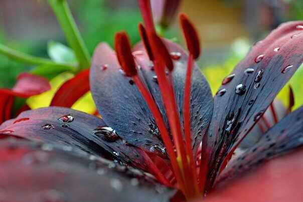 Олеся Коржавина | Москва