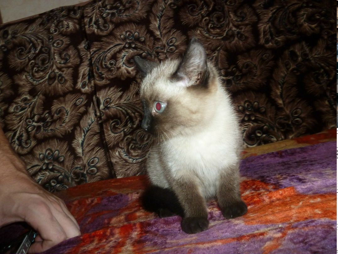 Владимир Иванов 6apc | Москва