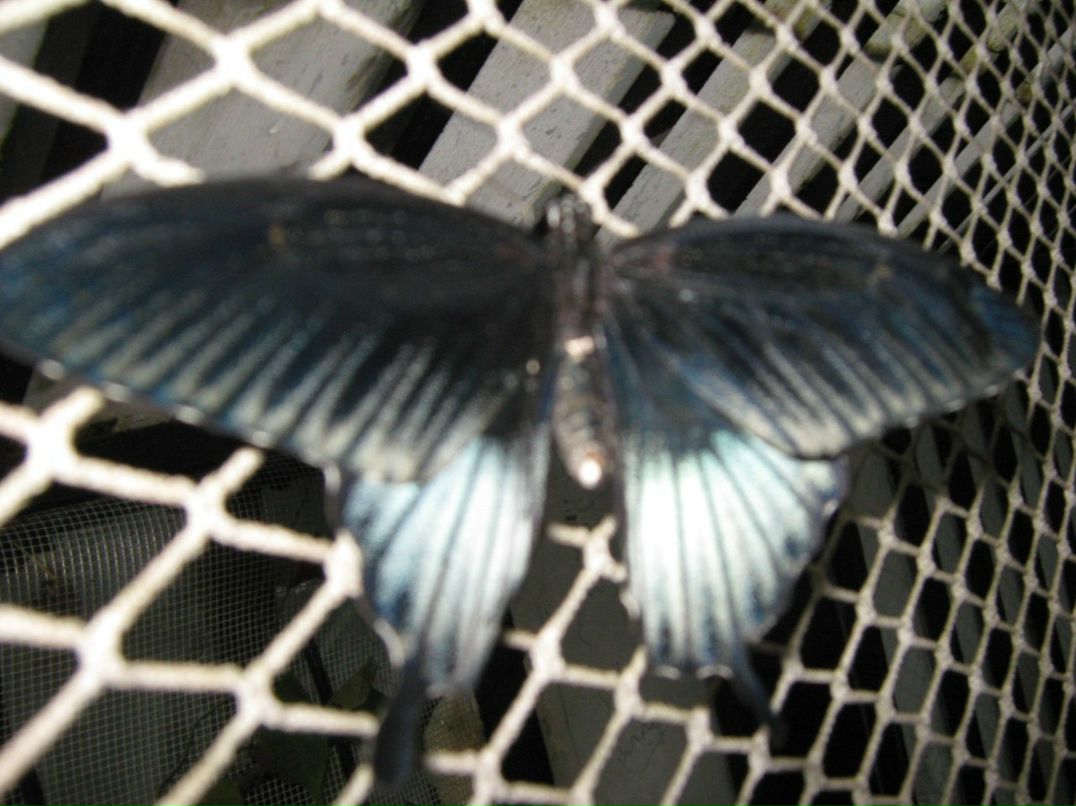 Анатолий Белемаев | Симферополь