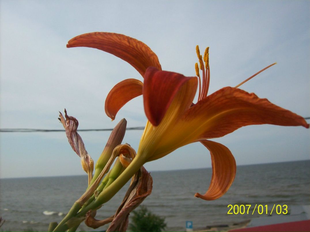 Саня Зінченко МАЛИЙ | Львов