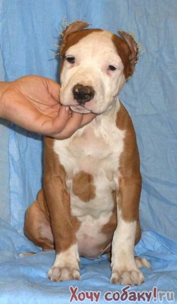 Анастасия Метелева | Череповец