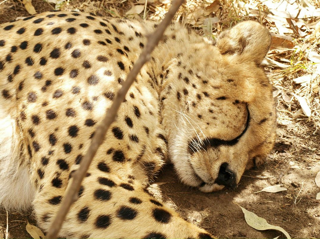 Игорь Хасапов | Vanderbijlpark