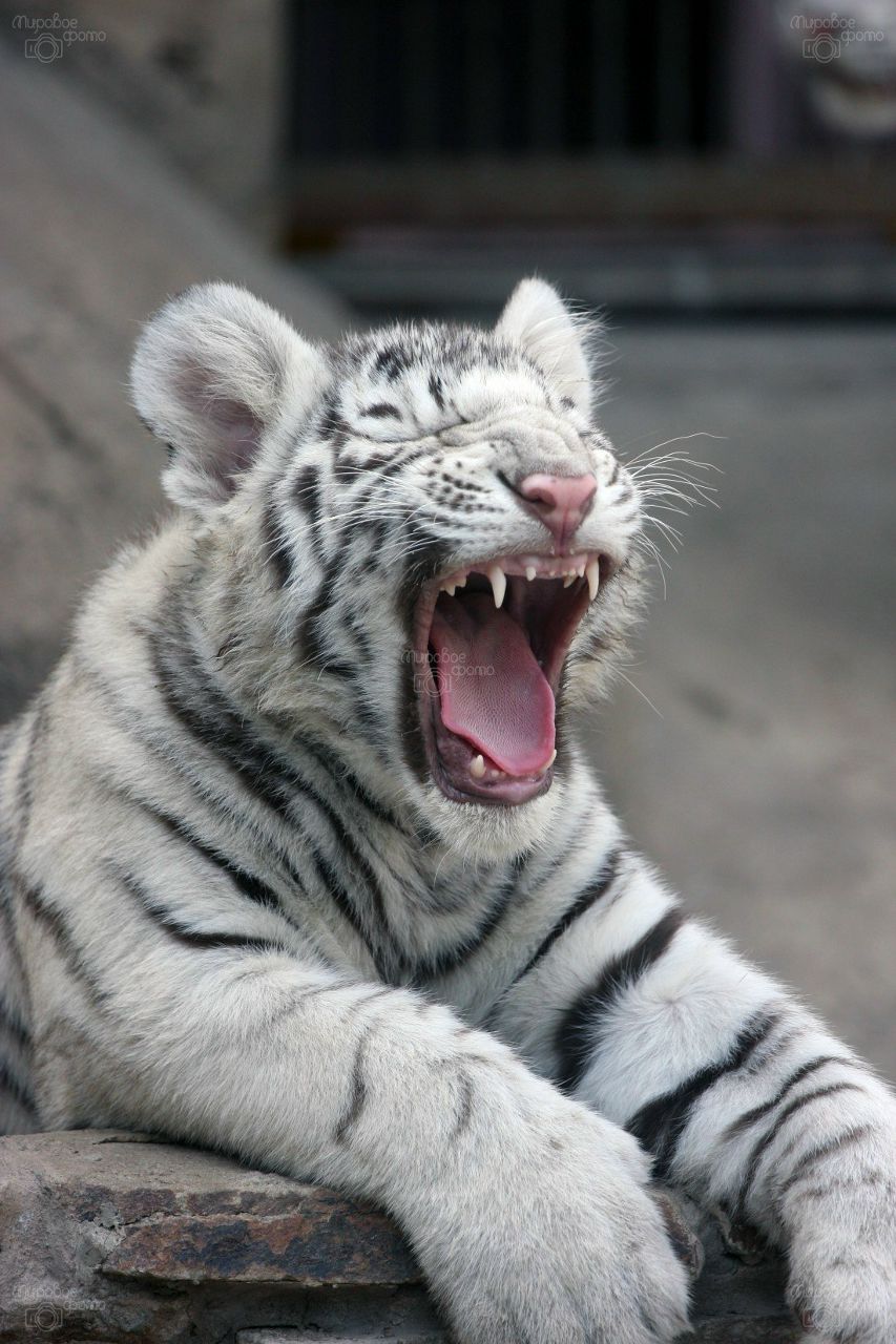 Руслан Бадрединов ♔ IMPERIALINI ♔ | Самара