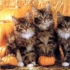 Аватар: Виталий Строганов