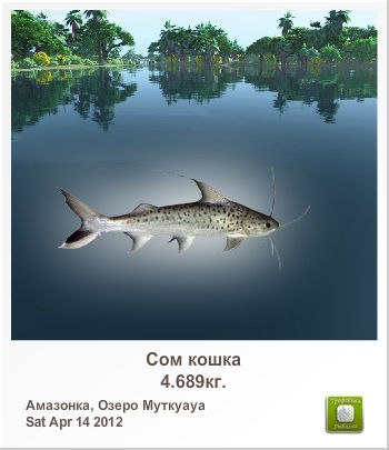 Володимир Шелест | Стебник