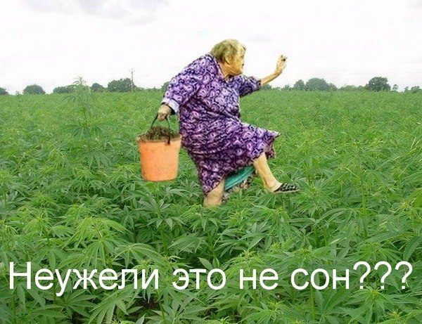 Аня Помидорова | Санкт-Петербург