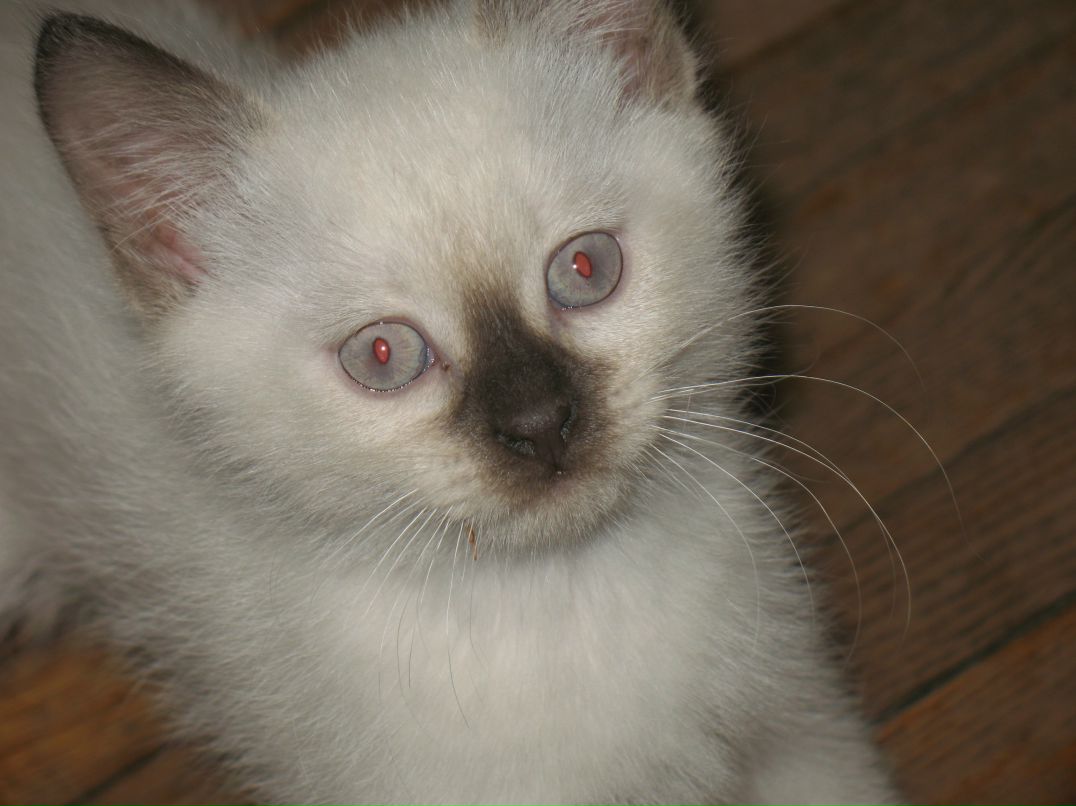 Людмила Алексеева | Санкт-Петербург