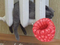 Максим Волегов | Сочи