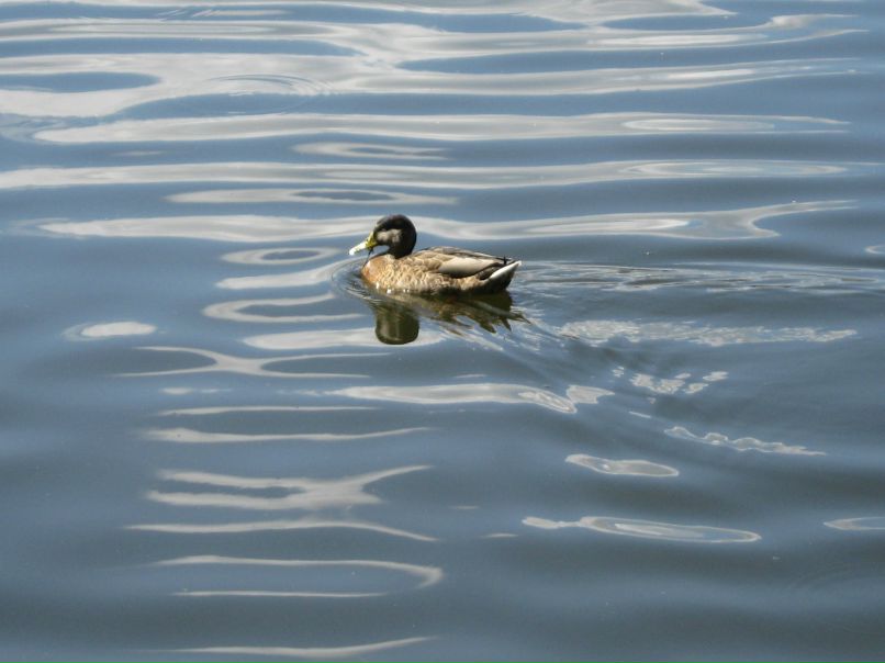 Наталья Афанаскина | Правдинский