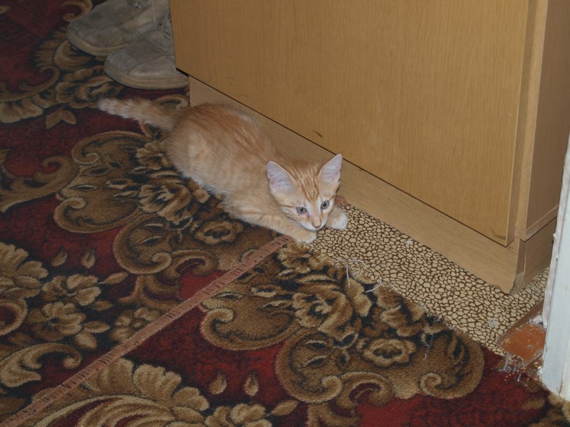 Таня Тертышник | Ликино-Дулево