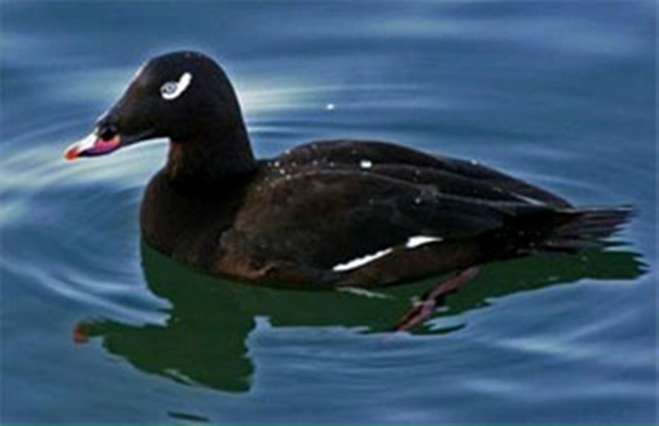 №93, Иван, Якутск №93, Иван, Якутск