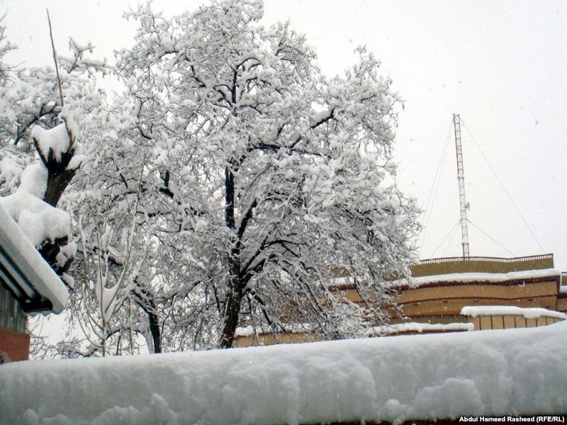 Asad Jan | Винница