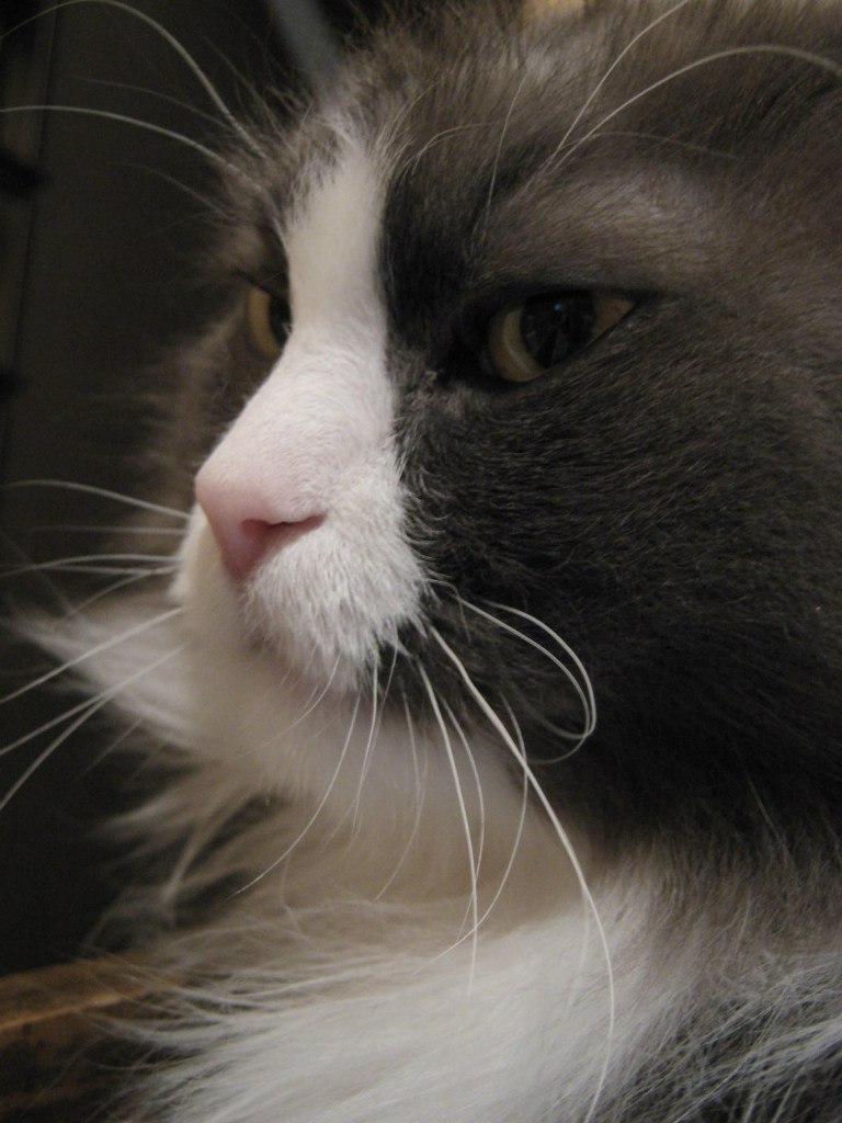 Светлана Белянкина | Сургут