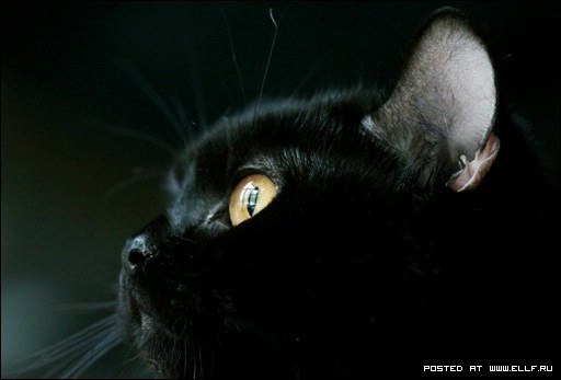 Оля Сальник | Солоницевка