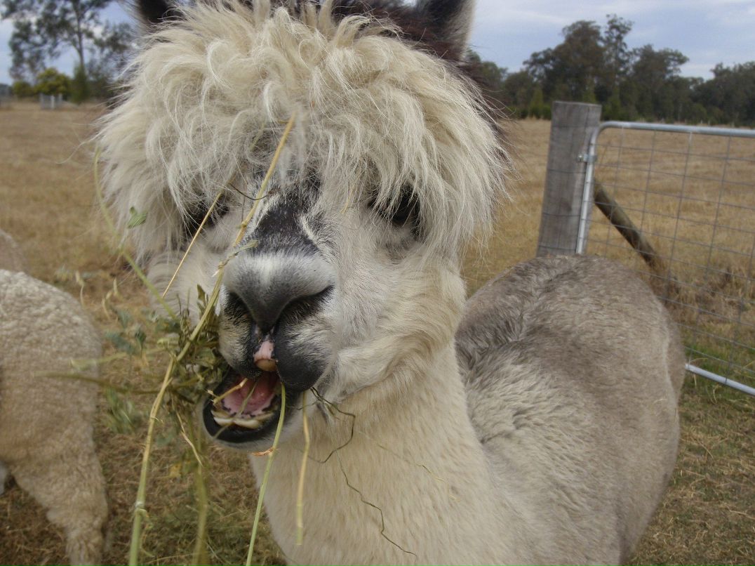 Людмила Черпинская | 