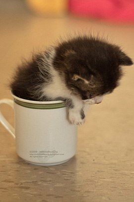 Abdullah Demir | İstanbul