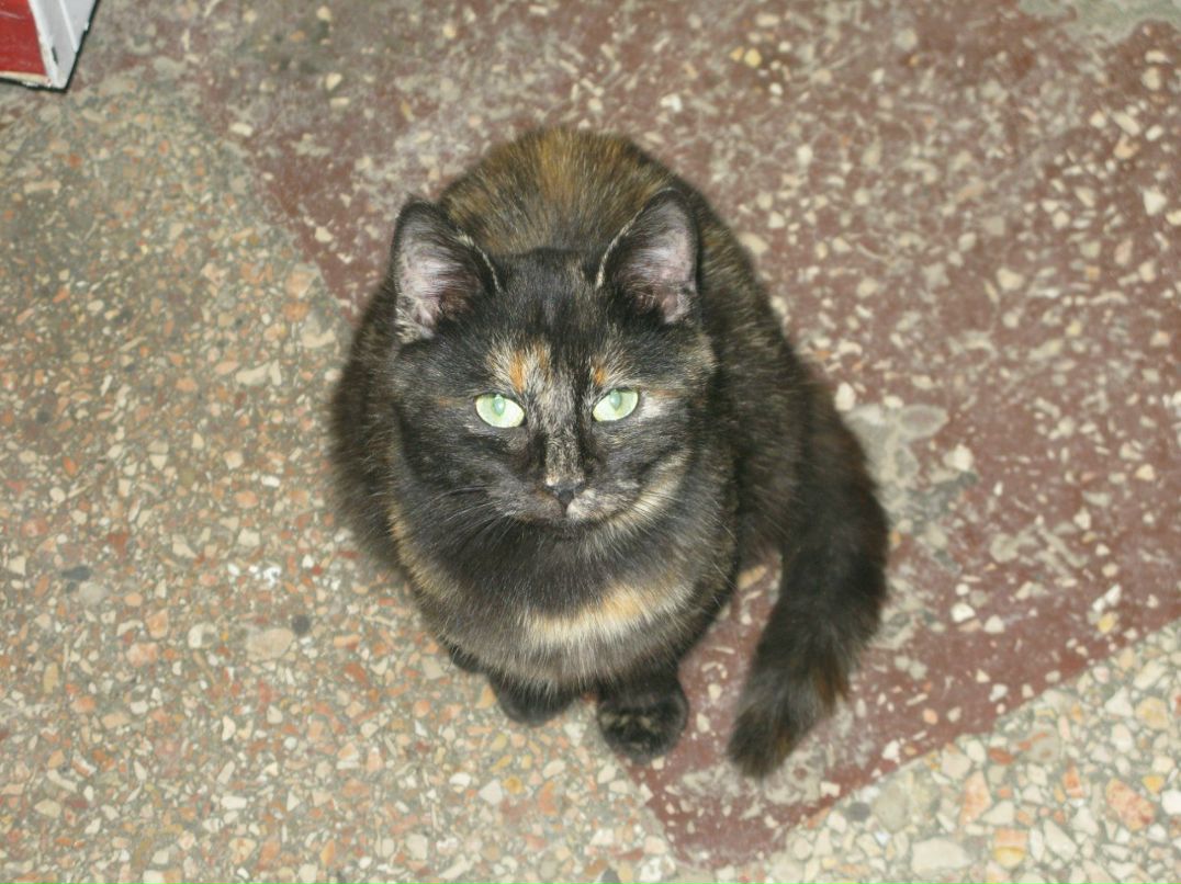 Петр Чебадухин | Москва