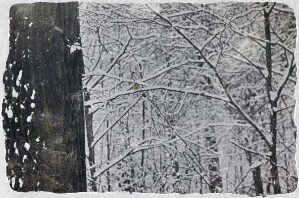 Марфа Люпер | 