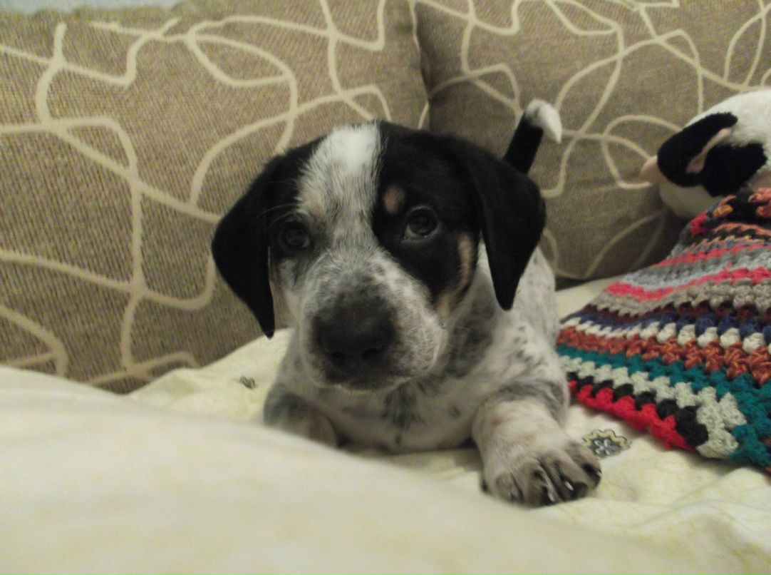 Кристина Шкиль | 