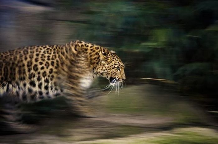 Владимир Дмитриев | Владимир