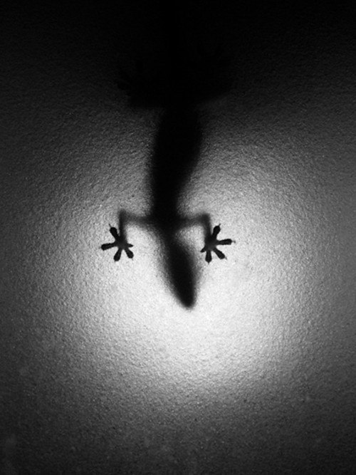 Виктория Артёмкина | Днепр (Днепропетровск)