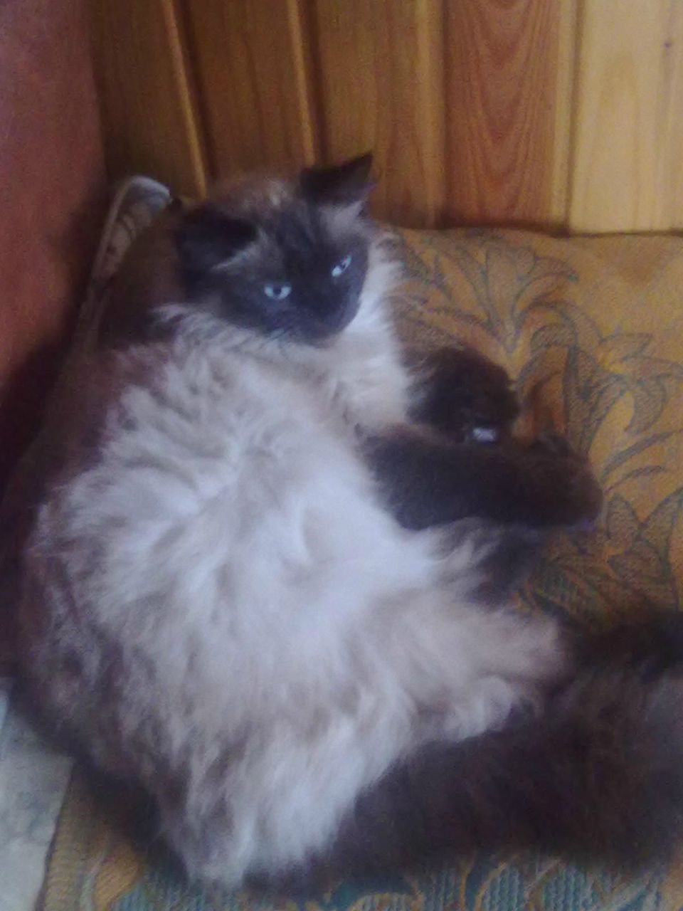 Елена Сазонова | Клин