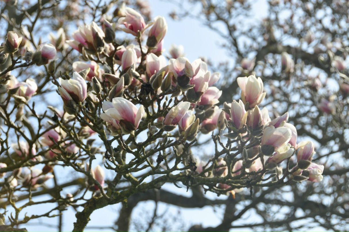 Марта Ширяева | Москва