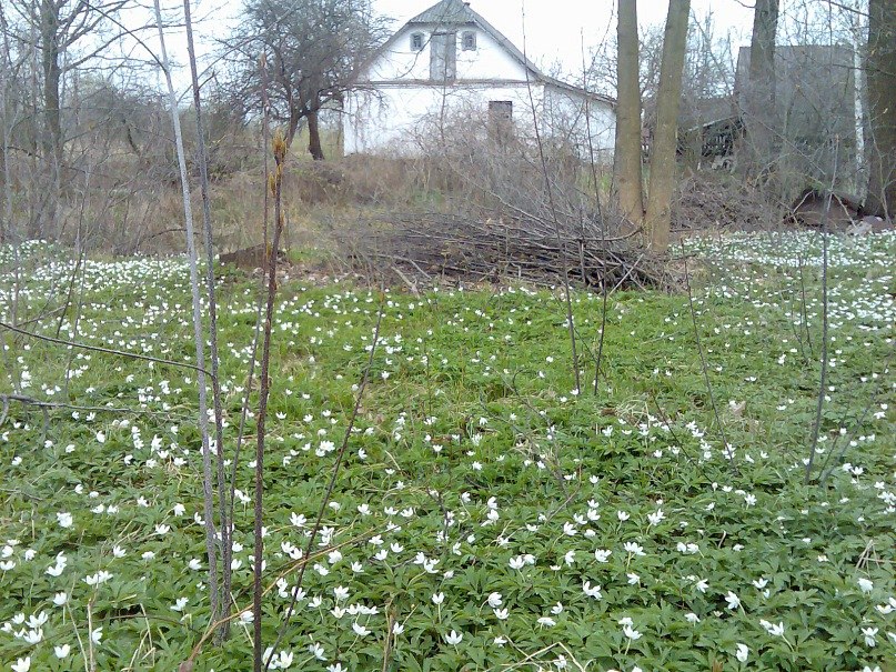 Микола Васянович | Одесса