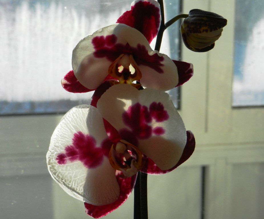 Наталья Сидорова | Санкт-Петербург