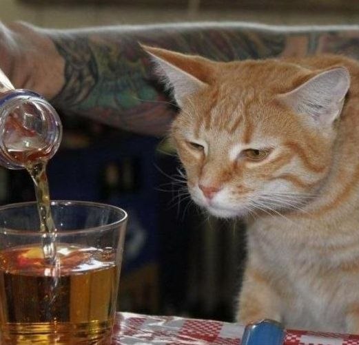 Дмитрий Тиняев | Бердянск