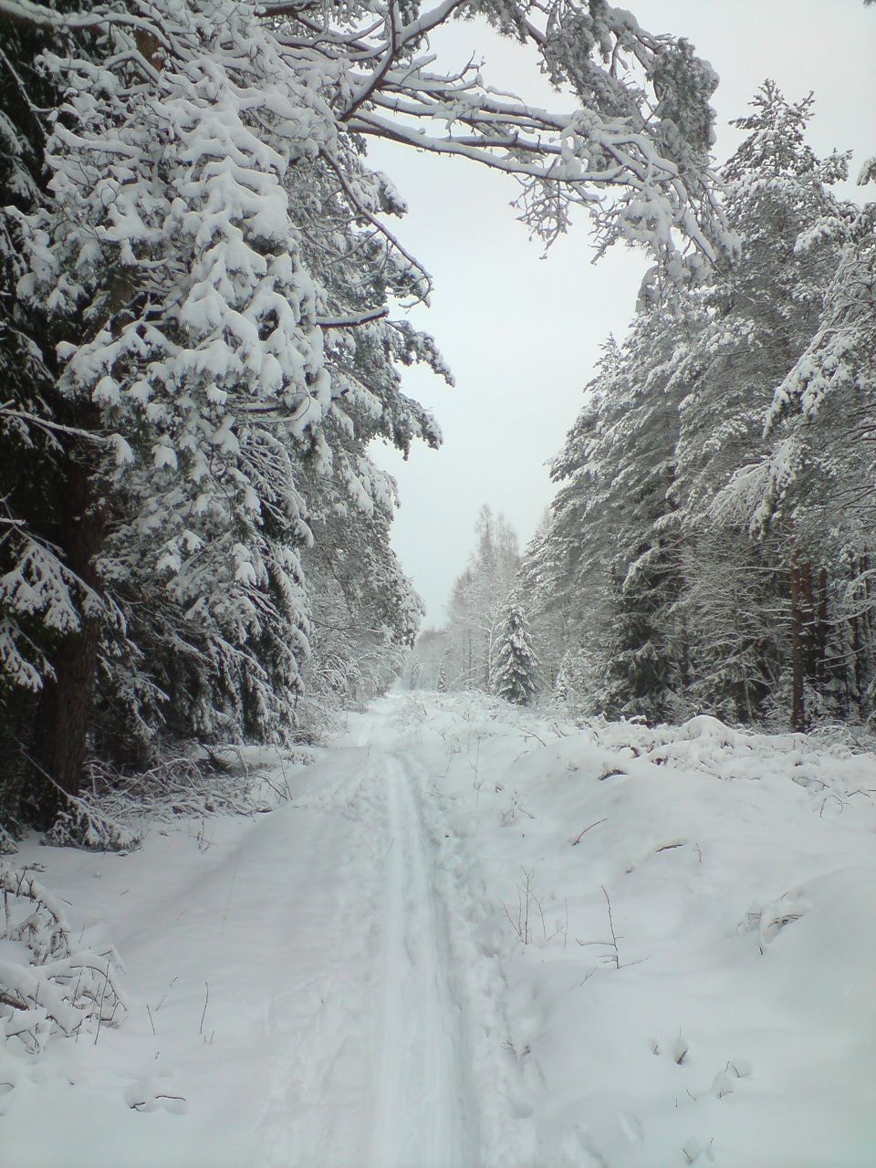 Дмитрий Шедогубов | Раменское