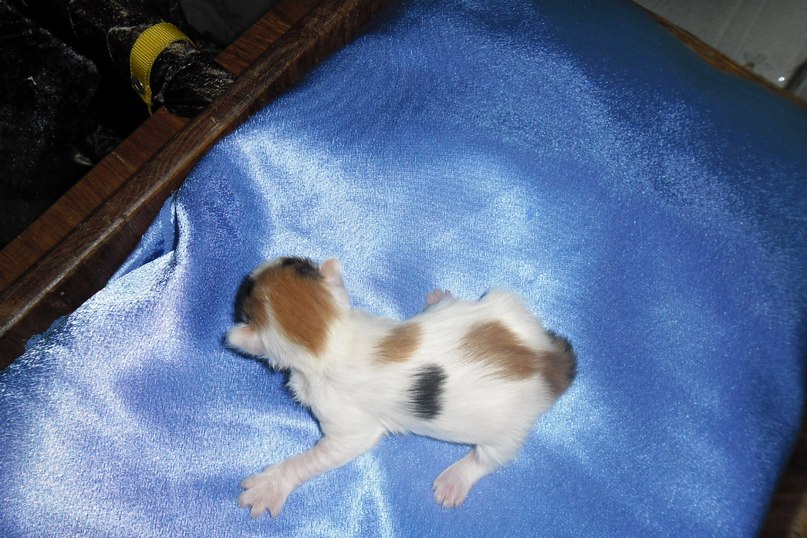 Зоя Мелкуева | Олонец