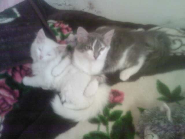 Катюшка Жевагина | 