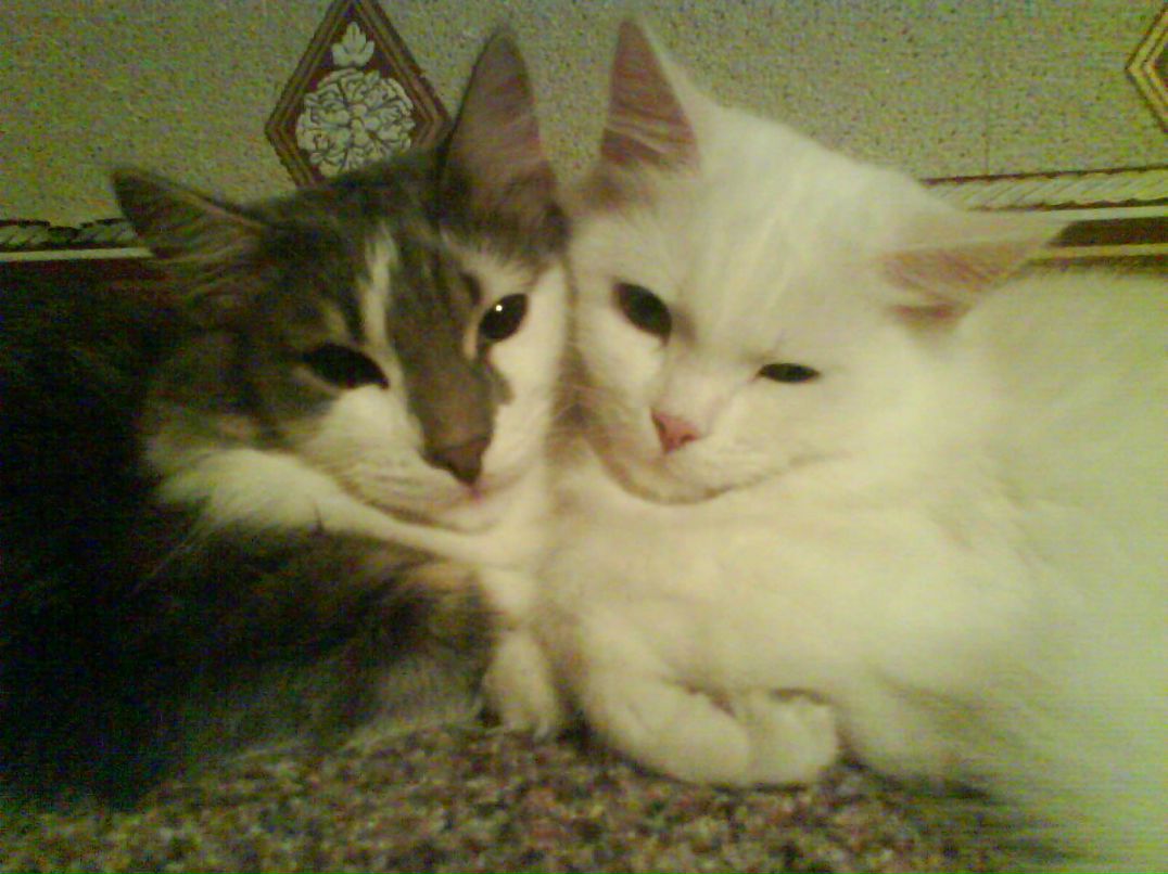 Катюшка Жевагина | 