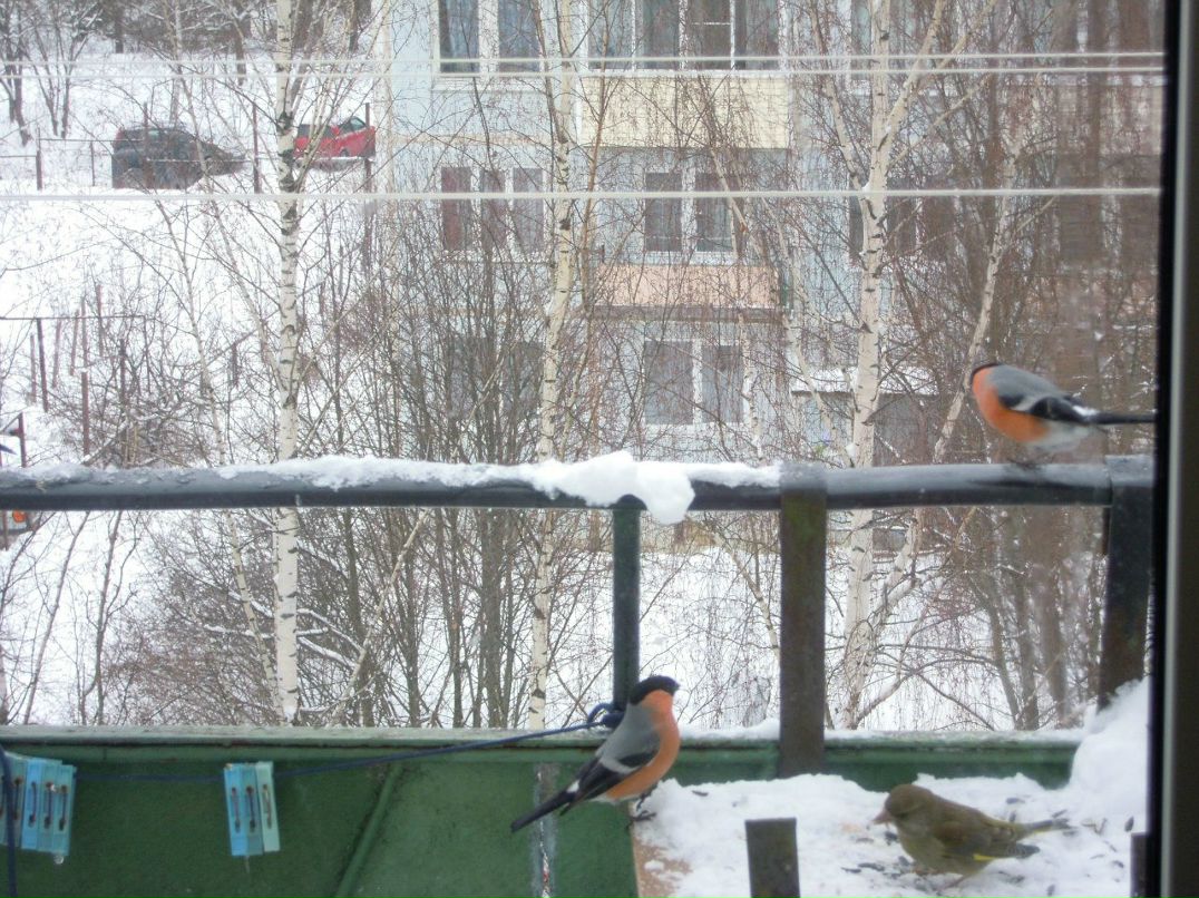 Danila Lisyuk | Lhasa