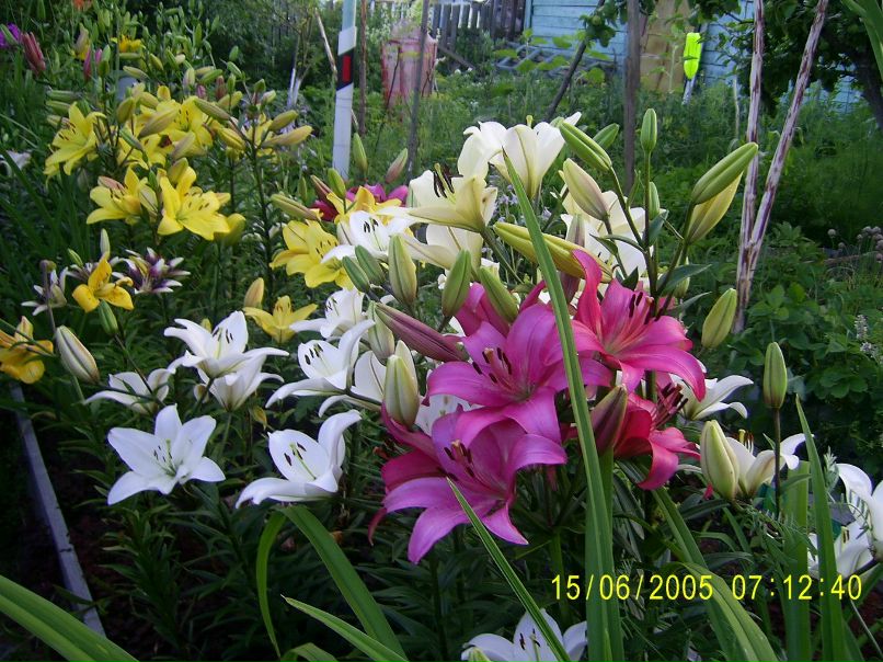 Елена Кувыркова (Ополченцева) | Волхов